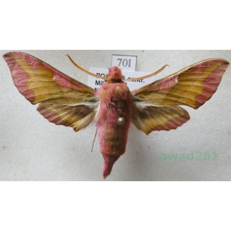 Deilephila porcellus (Linnaeus, 1758) Zmrocznik pazik Czech70l